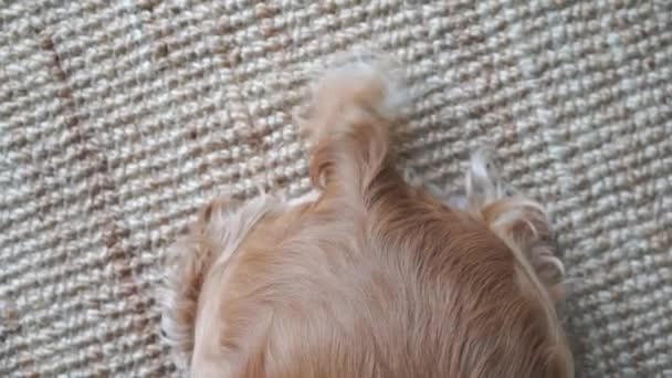 Aus Nächster Nähe Winkt Der Schwanz Eines Glücklichen Cockerspanielhundes Hochwertiges — Stockvideo