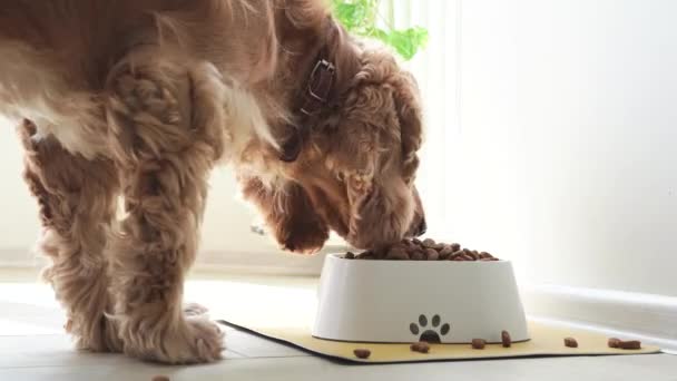 Englischer Cockerspaniel Hund Frisst Futter Aus Schüssel Innenraum Hochwertiges Filmmaterial — Stockvideo