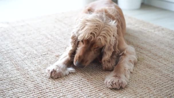 Inglês Cocker Spaniel Cão Deitado Tapete Comer Lanche Imagens Alta — Vídeo de Stock