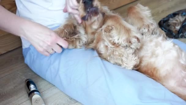 Honden Worden Graag Verzorgd Een Vrouw Die Thuis Engelse Cocker — Stockvideo