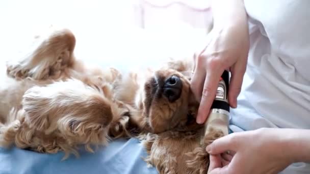 Hond Verzorgen Sessie Thuis Vrouw Grooming Ongeduldig Engels Cocker Spaniel — Stockvideo
