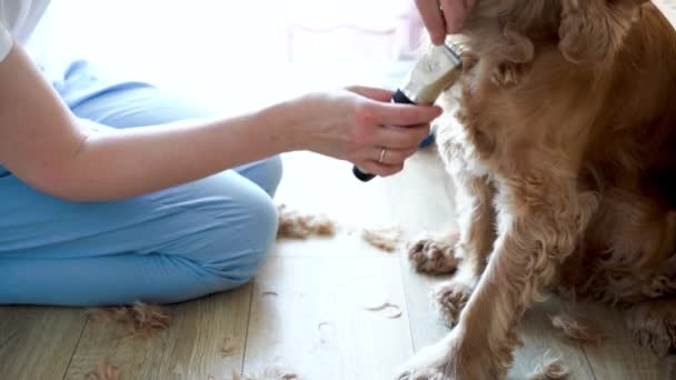 Sesi Perawatan Anjing Rumah Wanita Yang Mendidik Anjing Inggris Spaniel — Stok Video