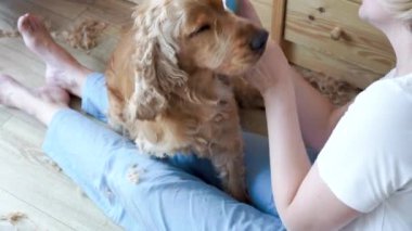 Grooming session at home. Woman grooming english cocker spaniel dog ears. Dog enjoy being groomed. High quality 4k footage