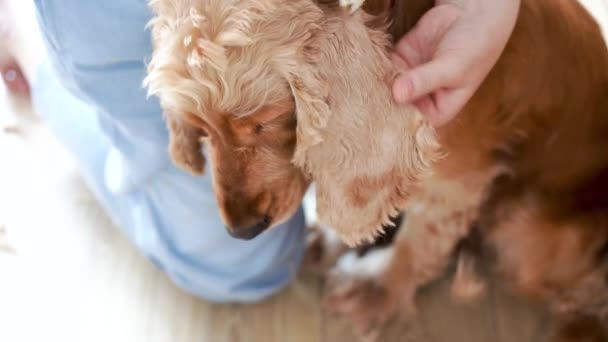 Dog Hygiene Woman Groomer Grooming English Cocker Spaniel Dog Ears — Video Stock