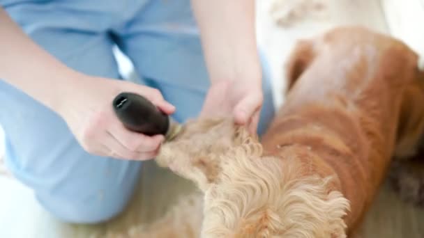 Dog Hygiene Woman Groomer Grooming English Cocker Spaniel Dog Ears — Stockvideo