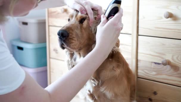 Dog Grooming Session Home Woman Grooming English Cocker Spaniel Ears — стоковое видео