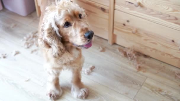 Well Groomed Dog English Cocker Spaniel Dog Home Grooming Dog — Video Stock