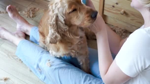 Grooming Session Home Woman Grooming English Cocker Spaniel Dog Ears — стоковое видео