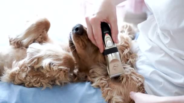 Sessão Preparação Cães Casa Mulher Grooming Paciente Inglês Cocker Spaniel — Vídeo de Stock
