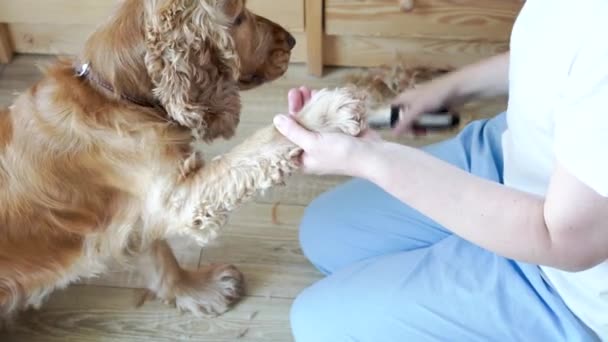 Dog Hygiene Woman Grooming English Cocker Spaniel Dog Paw Home — Stock Video