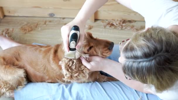Dog Grooming Session Home Woman Grooming English Cocker Spaniel Dog — стоковое видео
