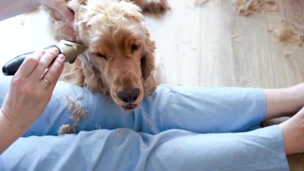 Dog Hygiene Woman Groomer Grooming English Cocker Spaniel Dog Ears — Vídeo de Stock