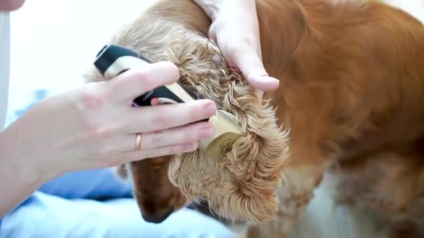 Dog Hygiene Woman Groomer Grooming Ears English Cocker Spaniel Dog — Video Stock