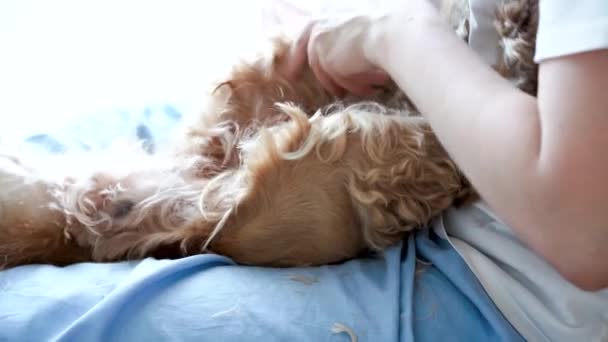 Een Vrouw Die Ongeduldig Engels Cocker Spaniël Thuis Verzorgt Hond — Stockvideo