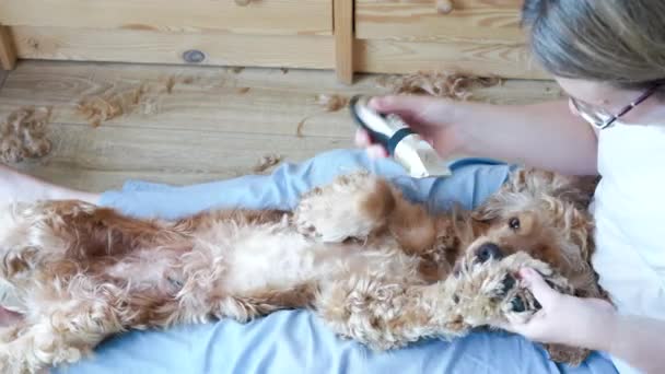 Evde Ngiliz Cocker Spaniel Köpeğini Tımar Eden Kadın Spaniel Tımarcıdan — Stok video
