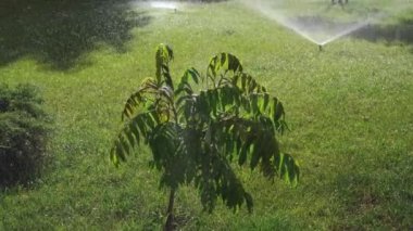 Otomatik Çimen Sulama Sulama Sulama Suyu Otomatik Sistemli Fıskiye Sulama Suyu. Yüksek kalite 4k görüntü