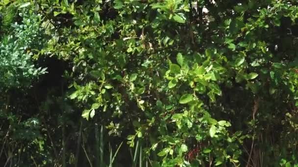 シュプリンクラーは水をブッシュに噴霧する 自動芝生スプリンクラーの散水 高品質4K映像 — ストック動画