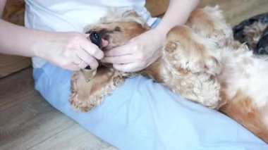 Evde köpek bakımı seansı. İngiliz cocker spaniel kulakları tımar eden, sabırsız köpeğe atıştırmalık veren bir kadın. Yüksek kalite 4k görüntü