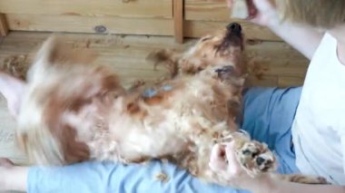 İşbirliği yapmayan İngiliz cocker spanyel köpeğini evde tımar eden bir kadın. Köpek tımarcıdan kaçar, kadın köpeğe atıştırmalık verir. Yüksek kalite 4k görüntü