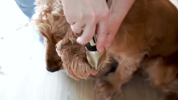 Hondenhygiëne Vrouwelijke Handen Verzorgen Engels Cocker Spaniel Hond Oren Thuis — Stockvideo
