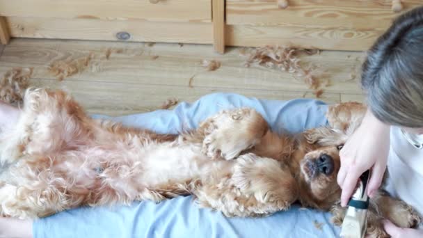 在家里的仪容会议 女人在训练不耐烦的英国小猎犬 狗试图逃离新郎 女人给狗小吃 高质量的4K镜头 — 图库视频影像