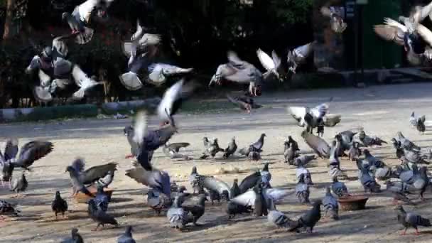 成群结队的鸽子趴在地上慢吞吞地吃着东西 — 图库视频影像