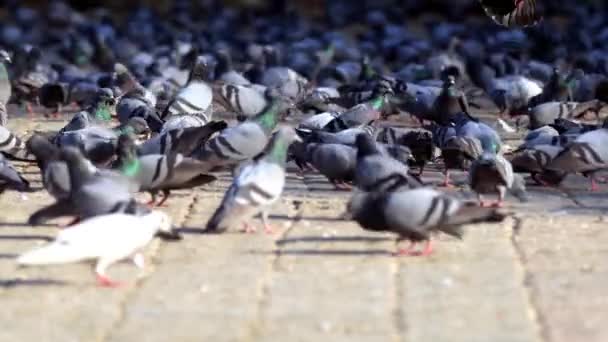 Hungry Pigeon Eating Corn — Stock Video