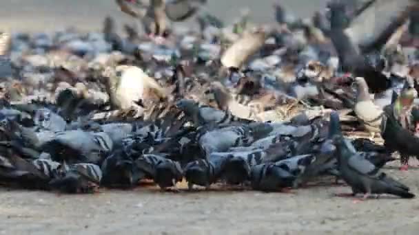 在国家公园的水泥地面上吃东西的一群鸽子 — 图库视频影像