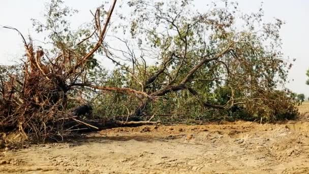 Klim Değişikliğinden Dolayı Çöle Düşen Ağaç — Stok video