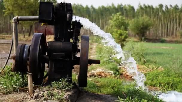 Maneira Tradicional Irrigação Índia Rural Com Tubo Bem Tubo Irrigação — Vídeo de Stock