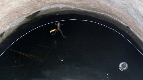 Νεκρός Βάτραχος Δεξαμενή Βρώμικου Νερού — Αρχείο Βίντεο