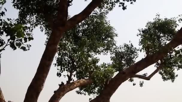 Drzewo Liście Kołyszące Się Przez Wiatr Podczas Wiosny Outdoor Krajobrazie — Wideo stockowe