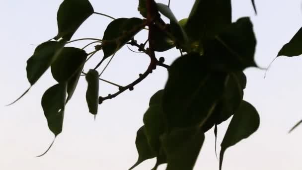 Ficus Religiosa Baum Blätter Schwanken Durch Wind Freien Der Natur — Stockvideo