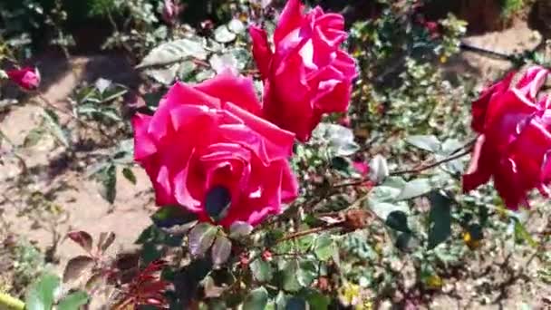 Świeży Pyłek Róż Roślin Ogrodzie Rose Tamil Nadu Indie — Wideo stockowe