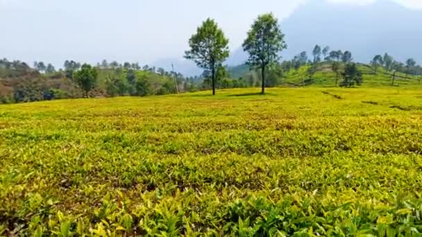 印度泰米尔纳德邦奥蒂谷美丽的茶园 — 图库视频影像