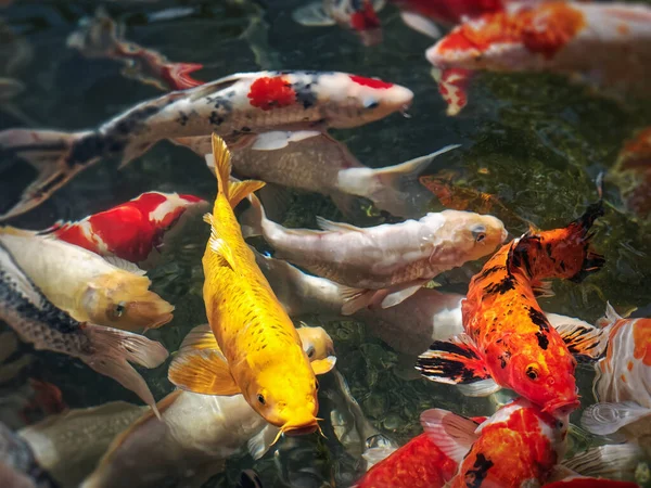 有选择性焦点的池塘中的奇形怪状鱼群 — 图库照片