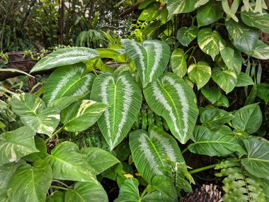 Eşsiz Yaprak desenli Taze Yeşil Bitkiler