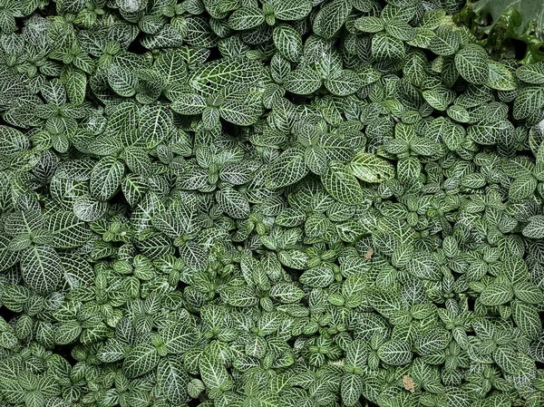 Υψηλή Γωνιακή Άποψη Των Πράσινων Φυτών Μικρά Σχέδια Φύλλα — Φωτογραφία Αρχείου