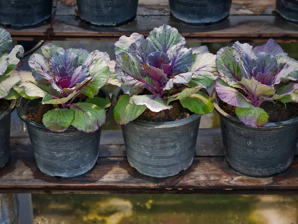 stock image Close-up Row of Potted Plants on Wooden Shelves