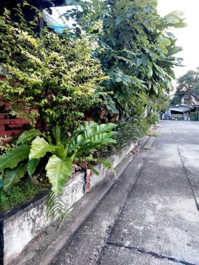 Çeşitli ağaçlar büyüyüp evin önünde kargaşaya sebep oldu..