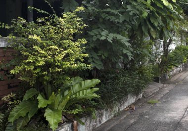 Ön çitin dışındaki alanda dikilmiş ağaçlar var. Ama dağınık ve itici olduğu anlaşılıyor..