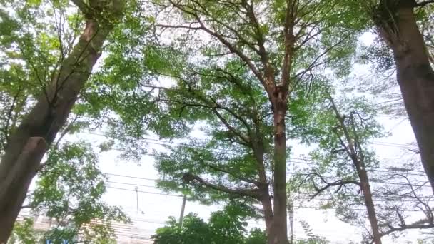 覆盖该地区的高大的树从低角度拍摄的照片 — 图库视频影像