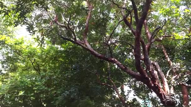 葉で覆われた枝のある背の高い木は リスがそれで走っているのを見ることができました — ストック動画