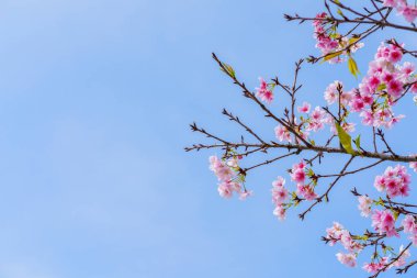 Pembe kiraz çiçeği (kiraz çiçeği, Japon çiçekli kiraz) Sakura ağacı üzerinde. Sakura çiçek temsilcisi Japon çiçek olur. Kış geçiş ana parçası. Herkes love.
