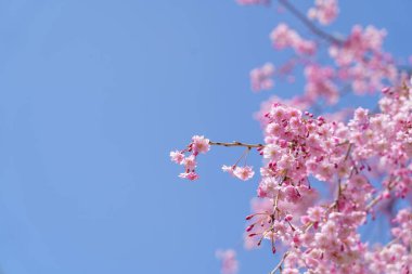 Pembe kiraz çiçeği (kiraz çiçeği, Japon çiçekli kiraz) Sakura ağacı üzerinde. Sakura çiçek temsilcisi Japon çiçek olur. Kış geçiş ana parçası. Herkes love.