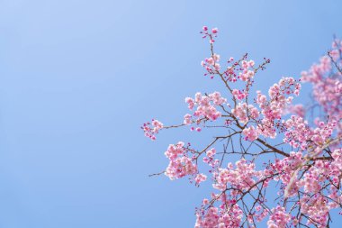 Pembe kiraz çiçeği (kiraz çiçeği, Japon çiçekli kiraz) Sakura ağacı üzerinde. Sakura çiçek temsilcisi Japon çiçek olur. Kış geçiş ana parçası. Herkes love.