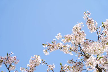 Pembe kiraz çiçeği (kiraz çiçeği, Japon çiçekli kiraz) Sakura ağacı üzerinde. Sakura çiçek temsilcisi Japon çiçek olur. Kış geçiş ana parçası. Herkes love.