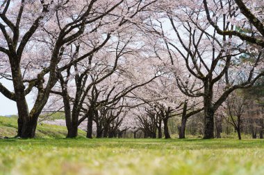 Pembe kiraz çiçeği (kiraz çiçeği, Japon çiçekli kiraz) Sakura ağacı üzerinde. Sakura çiçek temsilcisi Japon çiçek olur. Kış geçiş ana parçası. Herkes love.