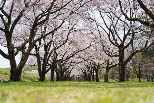 ピンクの桜桜の木に咲く花 日本の花桜 桜は日本の花の代表です 冬パスの主な部分 みんな大好き — ストック写真