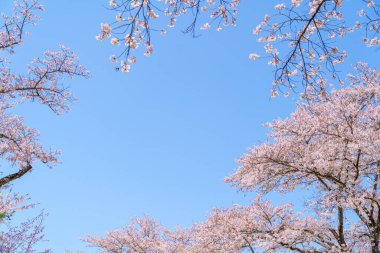 Pembe kiraz çiçeği (kiraz çiçeği, Japon çiçekli kiraz) Sakura ağacı üzerinde. Sakura çiçek temsilcisi Japon çiçek olur. Kış geçiş ana parçası. Herkes love.